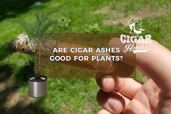 Tro cigar có ảnh hưởng gì